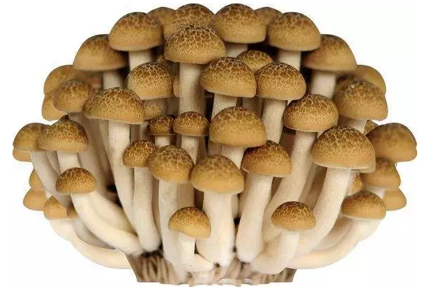 http://www.googlerussiablog.cn/ewebeditor/uploadfile/20170914091421667001.png